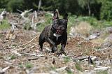 BOULEDOGUE FRANCAIS 031